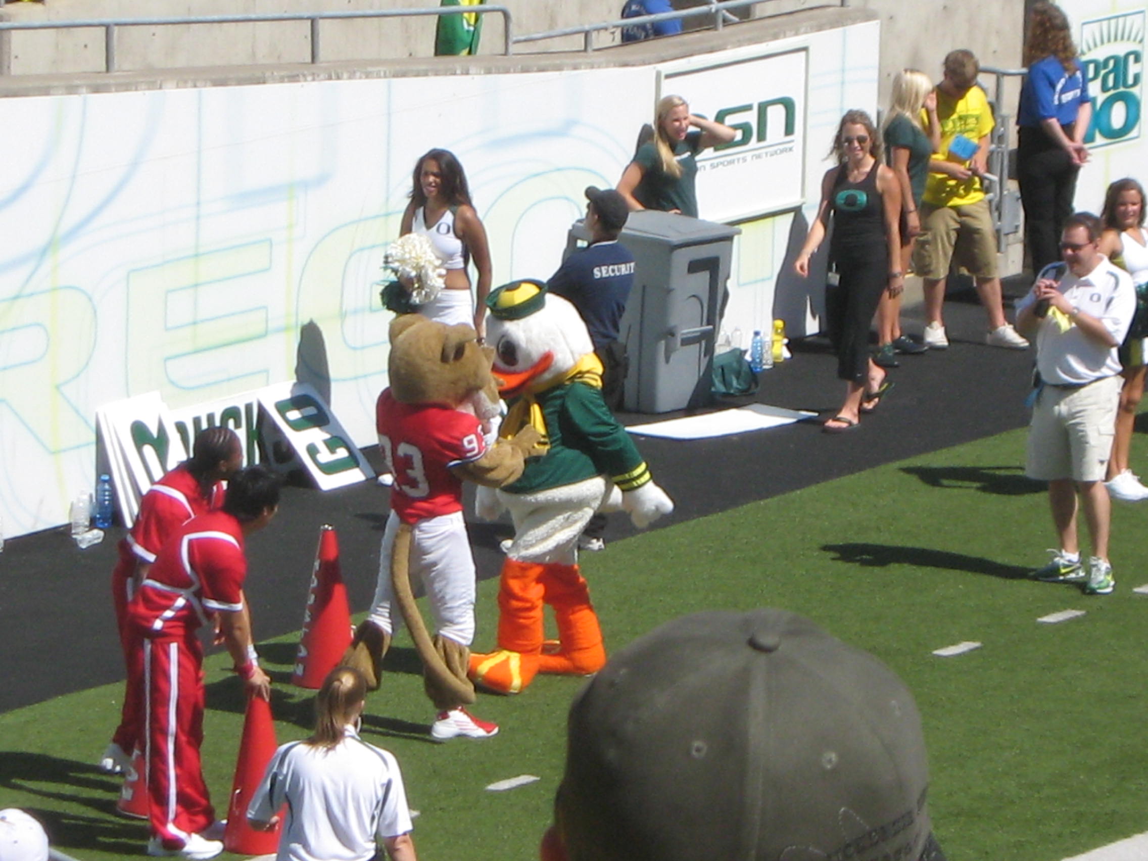 oregon ducks mascot  fight