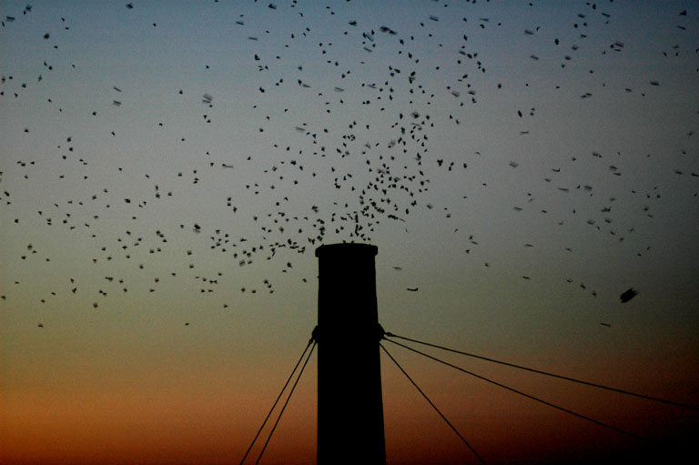 Swifts entering the chimney at Chapman School